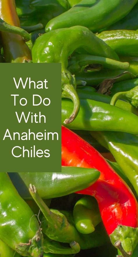 What To Make With Green Chili Peppers, What To Do With Chili Peppers, Recipes With Chili Peppers, Recipes With Green Chili Peppers, Havasu Peppers Recipes, Anaheim Chilies Recipes, Chile Pepper Recipes, Fresh Green Chili Recipes, What To Do With Green Chili Peppers