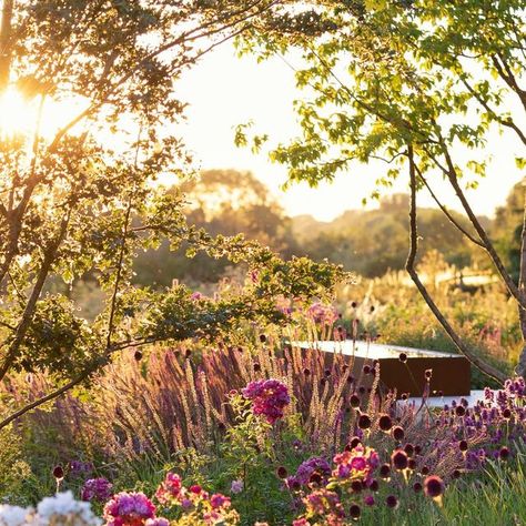 Richard Bloom on Instagram: "The Rose Meadow designed by Colm Joseph, a beautiful perennial meadow planting of roses, grasses and perennials bathed in evening light, a magically atmospheric garden and a joy to shoot. Garden design by @colm_joseph Roses: @peterbealesroses Garden built by @gadd_brothers Perennials and grasses: @robintacchi #gardendesigner #naturalisticgarden #naturalisticplanting #gardendesign #plantingdesign #countrygarden #moderngarden #gardenplants #gardensofinstagram # Perennial Meadow, Meadow Planting, Rose Meadow, Naturalistic Garden, Garden Desig, Garden Inspo, Evening Light, Country Gardening, Plant Design