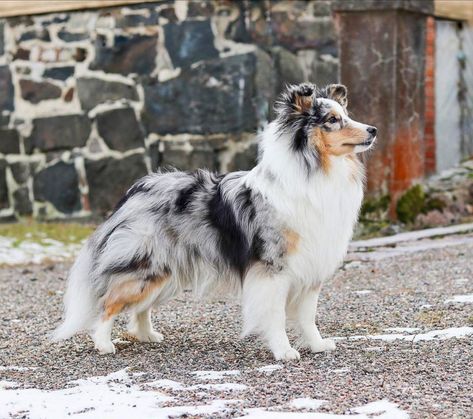 Blue Merle Sheltie, Shetland Sheepdog Blue Merle, Sheltie Dogs, Rough Collie, Blue Merle, Different Dogs, Types Of Dogs, Collie Dog, Shetland Sheepdog