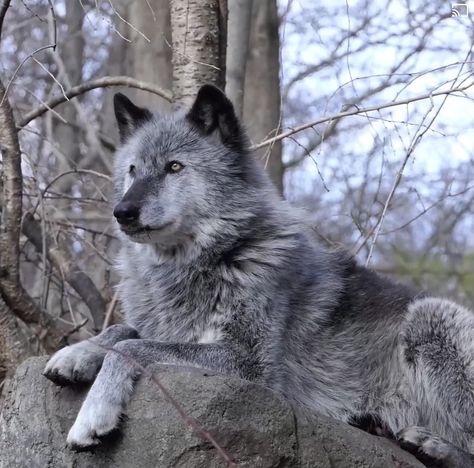 Grey Wolf Photography, Animal Print Clothes, Grey Wolves, Wolf Family, Big Wolf, Wolf Images, Wolf Photography, Gifts For Animal Lovers, Wolf Photos