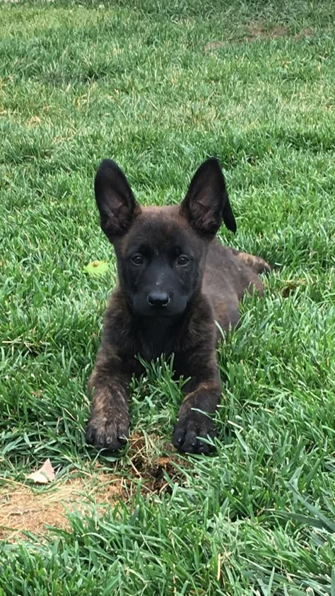 Black Dutch Shepherd, Belgian Shepherd Puppy, Dutch Shepherd Puppy, Dutch Shepherd Dog, Berger Malinois, Belgian Malinois Puppies, Malinois Puppies, Dutch Shepherd, Belgian Malinois Dog