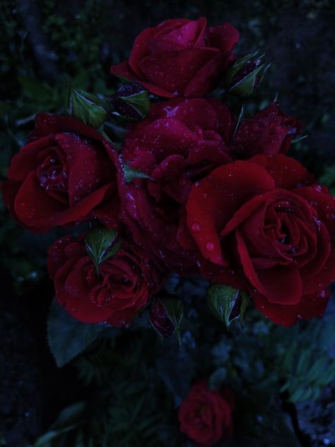 Roses And Thorns Aesthetic, Roses With Thorns Aesthetic, Red Rose With Thorns, Flowers With Thorns, Six Scorched Roses, Roses At Night, Roses With Thorns, Rose With Thorns, Thorny Rose