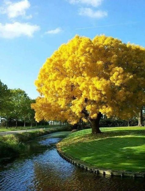 White Flowering Trees, Pink Flowering Trees, Tulip Tree, Yellow Tree, Image Nature, Old Trees, Unique Trees, Colorful Trees, Autumn Scenery