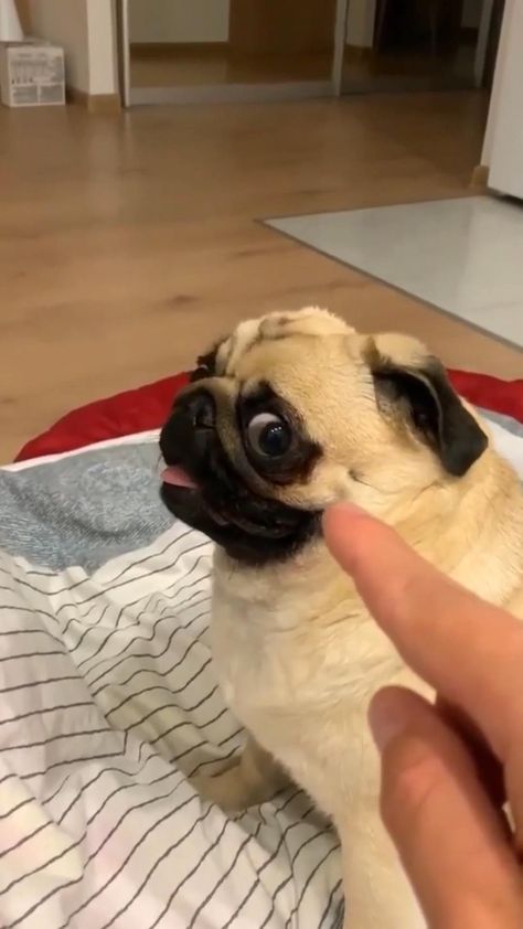 #memezar #fyp #foryoupage #pug #rocky #funny #dog #angry #pug #funny #comedy #screamingpug #bark #pugs #funny #dogvideos #pug #pets #petlover #dog #cat #doglover #petlife #furryfriend Funny Pug Videos, Pug Videos, Pug Meme, Egg Dog, Funny Pugs, Cute Pug Puppies, Cute Bulldog Puppies, Doug The Pug, Pug Funny