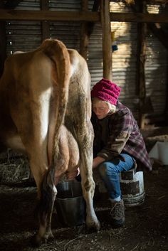 Allow the kids to have a chance to milk a cow and try the milk Freedom Maine, Milking A Cow, Milking Cow, Milking Cows, Country Morning, Cow Milking, Cow Photography, Farm Workers, Milk The Cow