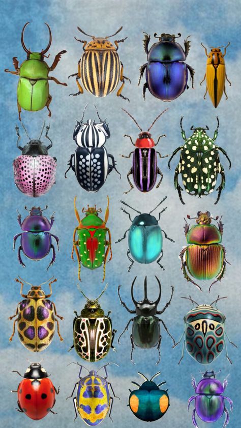 Bugs Aesthetic, Beetles, Bugs, Bugs And Insects