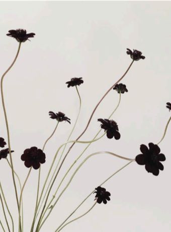 Chocolate Cosmos Flower, Cosmos Tattoo, Chocolate Cosmos, Cosmos Flowers, Wedding Table Flowers, Winter Flowers, Dark Floral, Table Flowers, Creative Tattoos