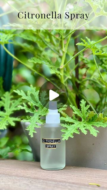 Citronella Plant Care, Diy Citronella, Homemade Bug Spray, Citronella Plant, Diy Bug Spray, Bug Spray Recipe, Mosquito Spray, Esential Oils, Plant Bugs