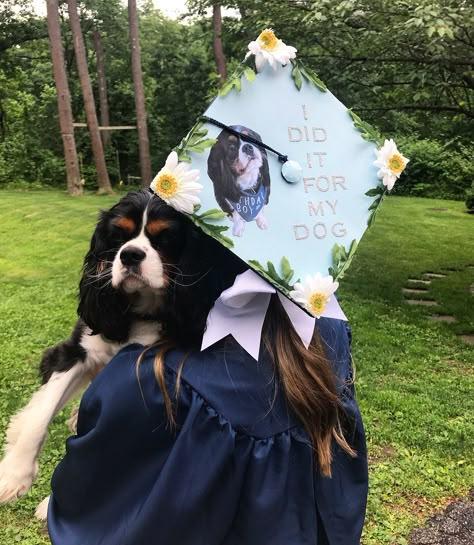 Dog Cap Idea 😊 credit: @fiona.713 on instagram Grad Cap Ideas Dog, Pet Graduation Cap, Graduation Cap Designs Dog, Dog Graduation Cap Ideas, Dog Graduation Cap, Funny Grad Cap Ideas, Graduation Cap Designs College, College Graduation Cap Ideas, Funny Graduation Caps