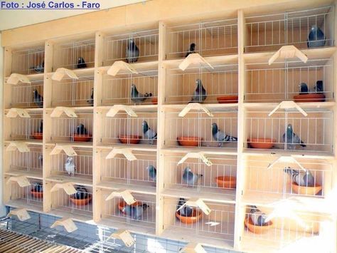 Nest Box Ideas, Racing Pigeon Lofts, Pigeon Loft Design, Loft Plans, Pigeons For Sale, Pigeon Nest, Pigeon Cage, Pigeon House, Pigeon Pictures