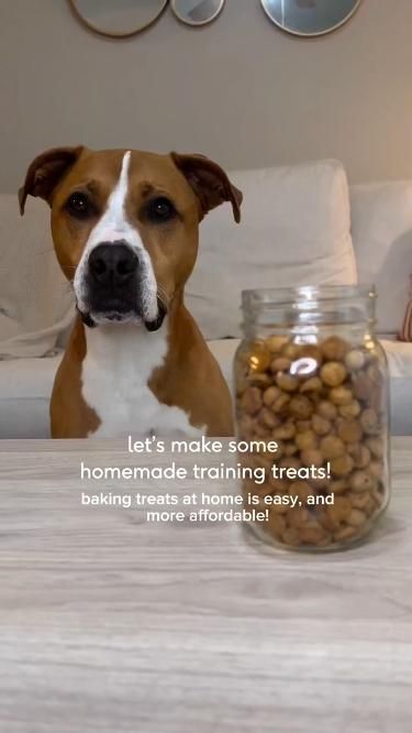 Dog Training Treats Recipe Pumpkin For Dogs, Dog Training Treats Recipe, Pumpkin Powder, Puppy Training Treats, Pet Treats Recipes, Easy Dog Treat Recipes, Doggy Treats, Dog Biscuits Homemade, Dog Biscuit Recipes