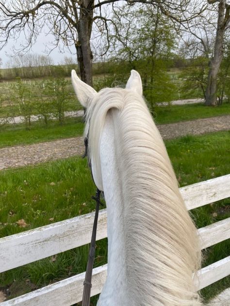 Horse Aesthetic White, White Horses Aesthetic, White Horse Aesthetic, Foster Aesthetic, Poppy Balfour, Aesthetic Horses, Sophie Foster, Shannon Messenger, Male Horse