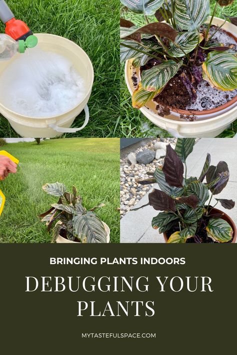 Bringing Houseplants In For Winter, Debug Plants To Bring Indoors, Winterizing Plants Indoor, Bringing House Plants In For The Winter, Moving Plants Inside For Winter, Bringing In Plants For Winter, How To Bring Outside Plants Inside, Bring Outdoor Plants Inside, Bringing Outdoor Plants Inside