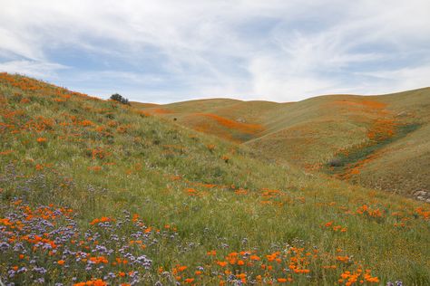 Story Settings, Simple Magic, Antelope Valley, Collage Painting, Raven Cycle, Au Naturale, The Hills, Mellow Yellow, Nature Aesthetic