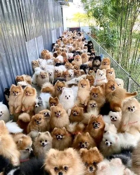 Pomeranian Lovers, Cute Dogs Images, Very Cute Puppies, Cute Pomeranian, Dog Family, Cute Dog Photos, Cute Animals Puppies, Very Cute Dogs, Really Cute Dogs