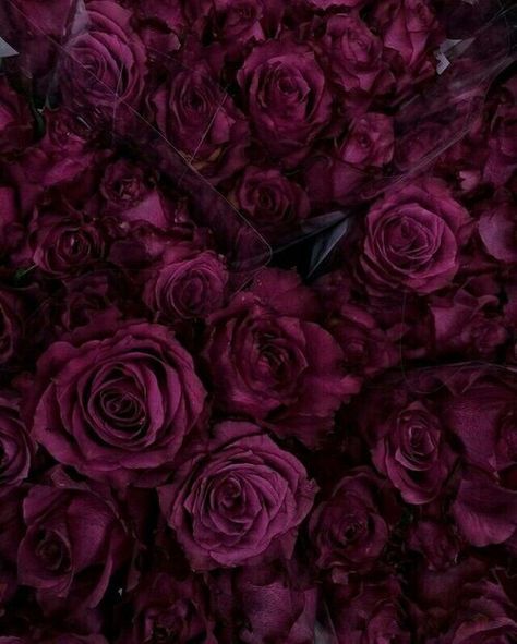 Burgundy , Roses , Nature , Soft Grunge , beautiful Maroon Aesthetic, Burgundy Aesthetic, Wallpapers Ipad, Lucky Colour, Icons Kpop, Aesthetic Look, Rose Wallpaper, Aesthetic Colors, Jolie Photo