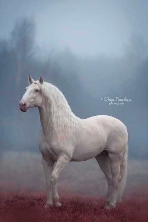 Cream Horse, Lusitano Stallion, All Horse Breeds, Horse Standing, Horse Photography Poses, Horse Anatomy, Palomino Horse, Horse Inspiration, Horse Wallpaper