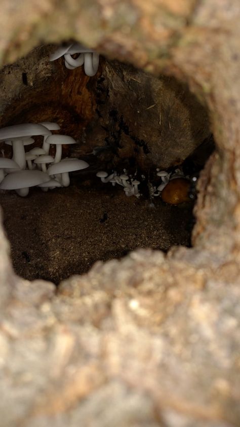 Inside a hollow of a tree where some mushrooms and an ant colony make it look like the start of a Disney adventure. Rotting Tree, Tree Hollow, Ant Hill, Goblin Art, Ant Colony, Strange Tales, Inspiring Things, Adventures By Disney, Warrior Cat