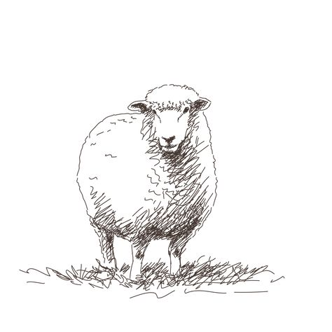 Sheep Sketch Drawings, Sheep Line Drawing, Easy Sheep Drawings, Sheep Line Art, How To Draw A Sheep, Farm Animal Sketches, Sheep Head Drawing, Sheep Drawing Illustration, Sheep Drawing Simple