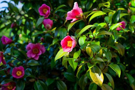 Camellia Companion Plants – What To Plant With Camellias Camellia Plant, Gardenia Plant, Liriope Muscari, Coral Bells Heuchera, Plant Bugs, Floribunda Roses, Bird Of Paradise Plant, Paradise Plant, Acid Loving Plants