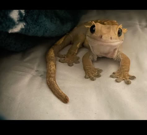 Cute Crested Gecko, Crested Gecko Cute, Pet Gecko, Gecko Reference, Crested Gecko Colors, Aesthetic Gecko Tank, Crested Gecko Habitat, Chahoua Geckos, Leopard Gecko Smile