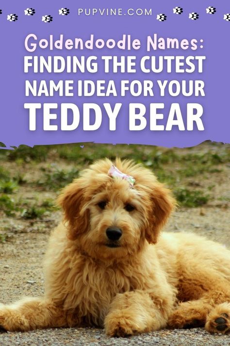 Goldendoodle names are sweet,and quirky – just like our little goofballs! We've got the world's best name choices for your Doodle. Names For Goldendoodles, Tea Cup Golden Doodle, Cute Golden Doodle Names, Goldendoodle Names Female, Cute Golden Doodle, Aussie Doodle Puppy, Goldendoodle Names, Doodle Name, Standard Goldendoodle