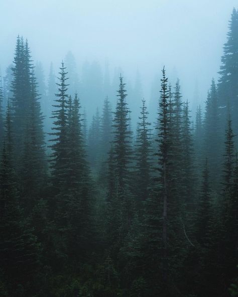 Park Ranger Aesthetic, Alpine Forest, Twilight Pictures, Foggy Forest, Nature Music, Rainier National Park, Park Ranger, Forest Landscape, Pine Forest