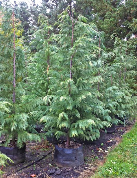 Chamaecyparis lawsoniana - Port Orford Cedar Small Shady Garden, Backyard Forest, Chamaecyparis Lawsoniana, Port Orford Cedar, Shady Garden, Woodland Plants, Classic Christmas Tree, Green Giant, Grey Granite