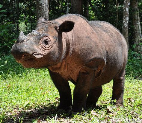 Endangered Species Facts | Top 6 Critically Endangered Species Badak Jawa, Rhino Facts, Sumatran Rhinoceros, Rhino Species, Sumatran Rhino, Indian Rhinoceros, Animal Facts For Kids, Save The Rhino, Baby Rhino