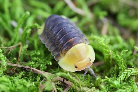 Rubber Ducky Isopod, Ducky Isopod, Pill Bugs, Giant Isopod, Pill Bug, Cool Bugs, Small Insects, Beautiful Bugs, Terraria