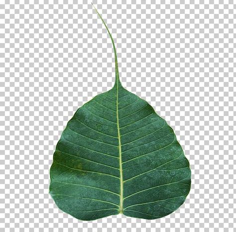 Banyan Leaf Art, Banyan Leaf, Bodhi Leaf, Bodhi Tree, Fig Leaves, Leaf Images, Buddha Image, Abstract Iphone Wallpaper, Tree Leaves