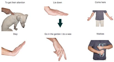 sign-language-for-dogs Dog Sign Language, Teach Dog Tricks, Fun Games To Play, Search And Rescue Dogs, Deaf Dog, Dog Advice, Physically Fit, Pet Tips, Dog Needs