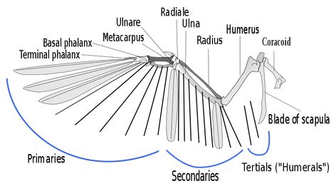 Bird wing - Wikipedia