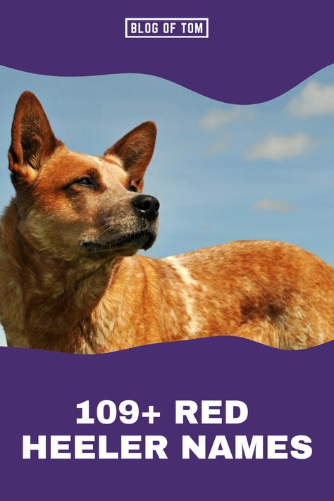 Finding the ideal moniker for your Red Heeler can be a thrilling yet daunting task. These smart, lively, and devoted canines are recognized by several titles like Australian Cattle Dog, Red Heeler, or Queensland Heeler. Unleash your creativity and select a name that perfectly suits their remarkable traits! Red Heeler Puppies, Red Heeler Dog, Queensland Heeler, Cattle Dog Puppy, Heeler Dogs, Red Heelers, Blue Heeler Puppies, Girl Dog Names, Female Dog Names