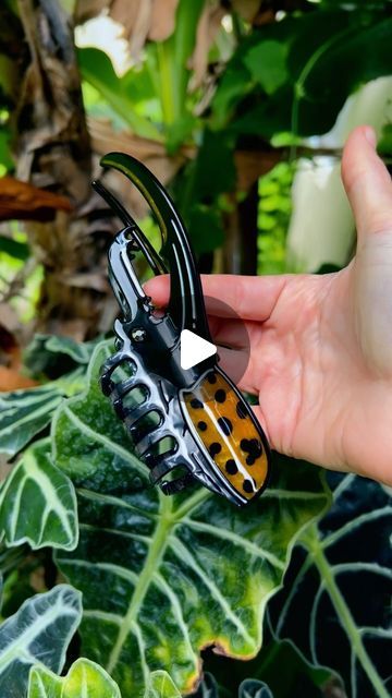 Crescent Creepers on Instagram: "Introducing our newest hair clip the “hercules beetle” 🌿  #hairclaw #herculesbeetle #hairaccessories" Hercules Beetle, School Formal, Birthday Stuff, Aesthetic Shoes, Creepers, Claw Clip, Hercules, Hair Claw, New Hair