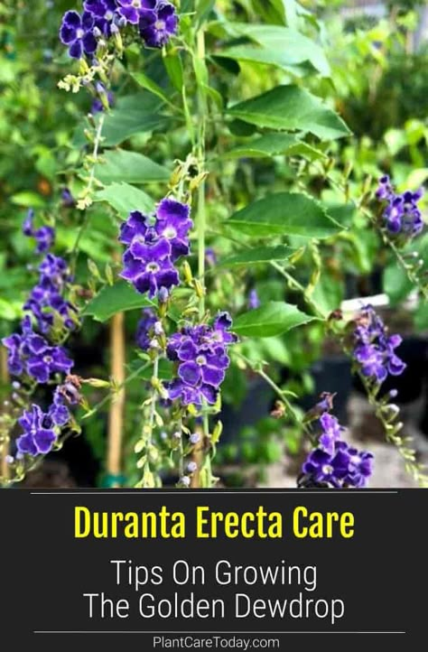 Duranta Erecta (Golden Dewdrop Plant) evergreen flowering shrub, beautiful flowers, large, elliptic ovate leaves, slightly toothed, long bloom time. [DETAILS] Duranta Plant Landscaping, Duranta Tree, Duranta Plant, Gold Dust Croton Plant Care, Golden Dewdrop Plant, Wild Dagga Plant, Duranta Erecta, Privacy Garden, Purple Leaved Plants