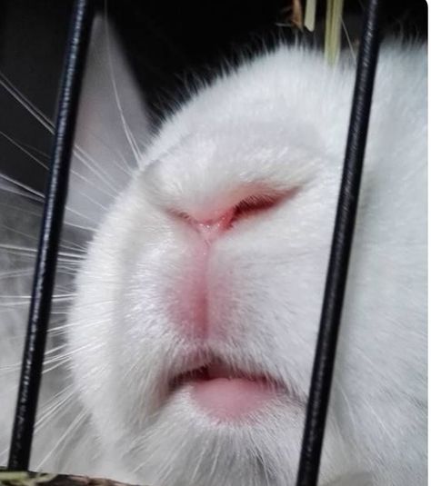 Love bunny noses Bunny Nose, Crazy Bunny Lady, Bunny Pics, Lionhead Rabbit, Bunny Lady, Bunny Stuff, Watership Down, Bunny Bunny, Therapy Animals