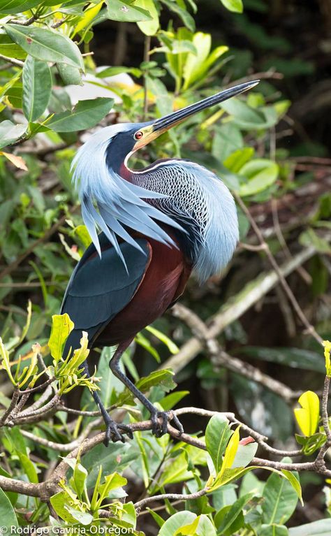 Agami Heron, Petit Tattoo, Bird Identification, Wild Animals Pictures, Most Beautiful Birds, Interesting Animals, Herons, Nature Birds, Big Bird