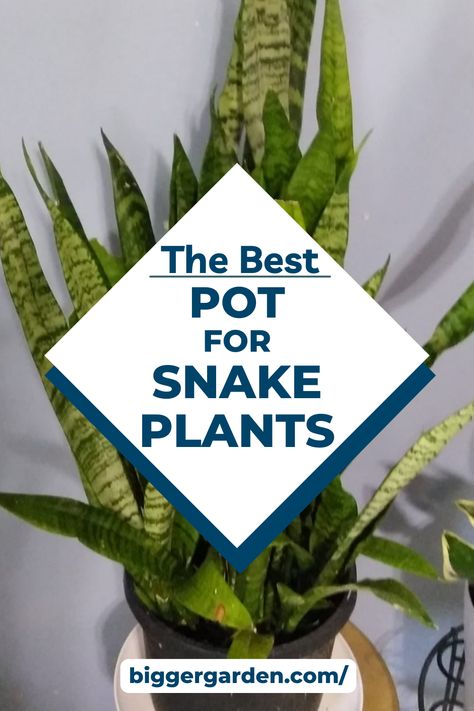 Elevate your indoor oasis with our essential guide to choosing the perfect pot for your snake plants. From size to style, we'll show you how to create an environment where your green friends can truly thrive. Ready to level up your plant game? Click to read more and join our community for regular gardening inspiration! Snake Plants In Pots, Snake Plant Blooming, How To Plant Indoor Plants Pots, How To Plant Snake Plant In A Pot, Best Pot For Snake Plant, Best Pots For Indoor Plants, Snake Plant Flowers, Pots For Snake Plants, Rooting Snake Plant In Water