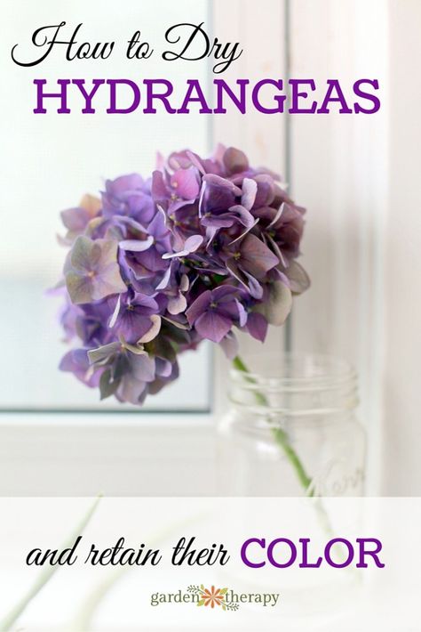 How to dry hydrangea flowers and retain their color. Drying Hydrangeas, Preserving Flowers, Drying Flowers, Dried Flowers Diy, Planting Plants, Preserved Hydrangea, Garden Therapy, Hydrangea Care, Dried Hydrangeas