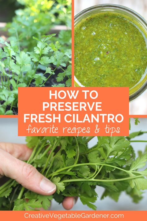 text: how to preserve fresh cilantro, favorite recipes and tips. photos: hand holding bunch of cilantro, cilantro sauce in jar, cilantro in garden Preserving Fresh Cilantro, Preserve Cilantro Fresh Herbs, Preserving Herbs In Oil, How To Preserve Fresh Cilantro, Preserving Cilantro Fresh Herbs, Cilantro Preserving, How To Preserve Cilantro, How To Preserve Herbs, Preserving Cilantro