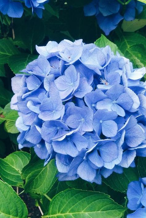 High Angle View Of Blue Hydrangea Flowers Blooming At Park In The Garden, Hydrangea, Blue Flowers, The Garden, Flowers, Green, Blue, Design