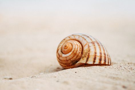 Thanks to pixmike for making this photo available on @unsplash 🎁 Water Spirit, Curious Kids, Your Spirit Animal, Ocean Sounds, Spiritual Meaning, Life Is A Journey, Public Domain Images, Animals Images, Beach Sand