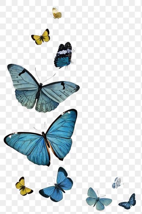 Blue Butterfly Png, Butterflies Illustration, Common Blue Butterfly, About Butterfly, Photoshop Png, Butterfly Png, Nature Collage, Edits Aesthetic, Butterfly Blue