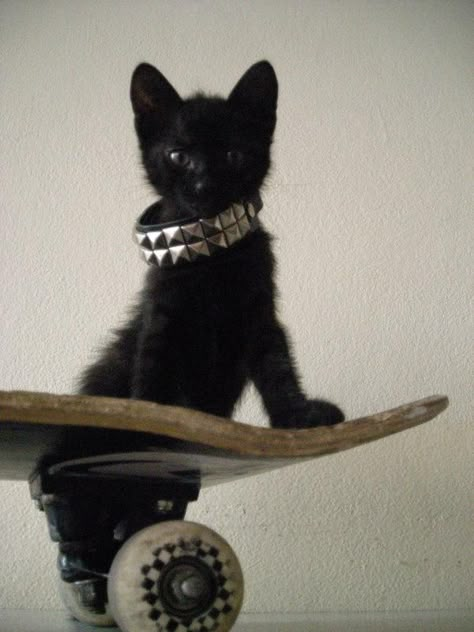 Emo Cat, Punk Cats, Music Aesthetics, Gothic Music, Walpapers Cute, Black Cat Aesthetic, Goth Music, Music And Art