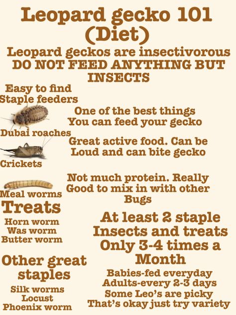 What Do You Need For A Leopard Gecko, Leaped Gecko Tank, Leopard Gecko Habitat Ideas Cute, Leopard Gecko Feeding Chart, Leopard Gecko Safe Plants, Leopard Gecko Food List, Leopard Gecko Feeding Schedule, Leopard Gecko Facts, Leopard Gecko Tips