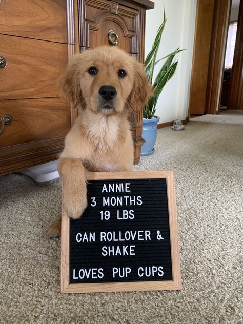 Cute idea for aging puppies! Love the letter board #goldenretrievers #goldenretrieverpuppies #letterboards #letterboardideas #puppylove Puppy Announcement Ideas, Dog Family Pictures, Puppy Announcement, Puppy Litter, Animal Photoshoot, Puppy Time, Puppy Photography, Dog Photoshoot, Puppy Stuff