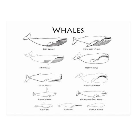 Bowhead Whale Tattoo, Sperm Whale Tattoo, Whale Humpback, Types Of Whales, Bowhead Whale, Right Whale, Fin Whale, Whale Drawing, Carved Stamps