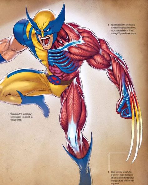 Superhero Facts, Marvel Concept Art, Xmen Art, Wolverine Comic, Wolverine Art, Marvel Facts, Teenage Mutant Ninja Turtles Artwork, Avengers Comics, Wolverine Marvel