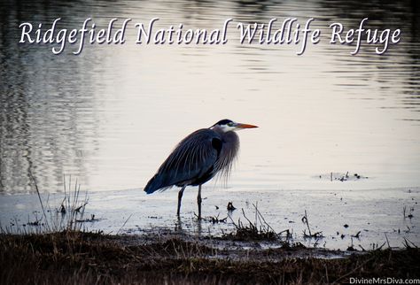 A Visit to Ridgefield National Wildlife Refuge Hate People, Travel Packing, Bird Watching, Black Bird, Pacific Northwest, Outlander, Vancouver, Diva, York City